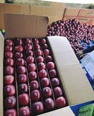 K.L Orchard Apple Grading & Packing Suppliers And Exporters – Dhamwari