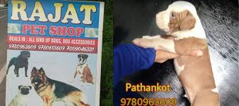 Rajat Pet Shop