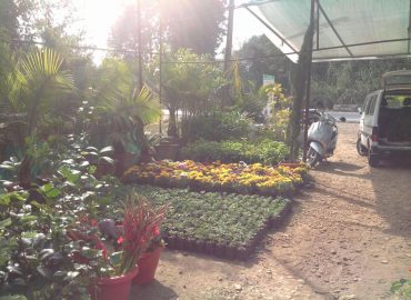 Trigart Flower Nursery