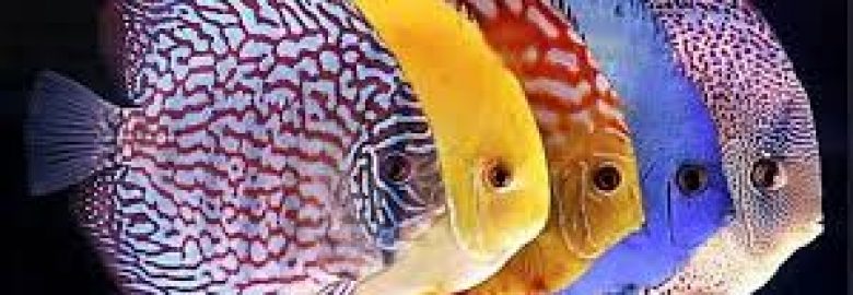 Sai Fish Aquarium World Nahan