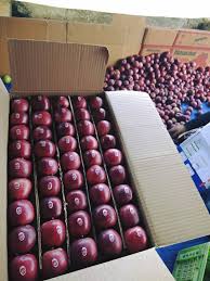 K.L Orchard Apple Grading & Packing Suppliers And Exporters – Dhamwari