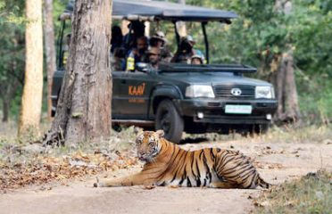 Wildlife Safari in India