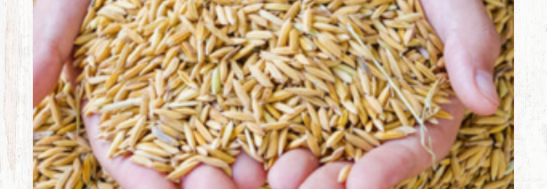 NGK Global Trade | Top Basmati Rice Exporter in Bhatinda, India