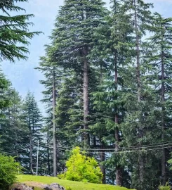 Shimla Manali Honeymoon Tour Packages